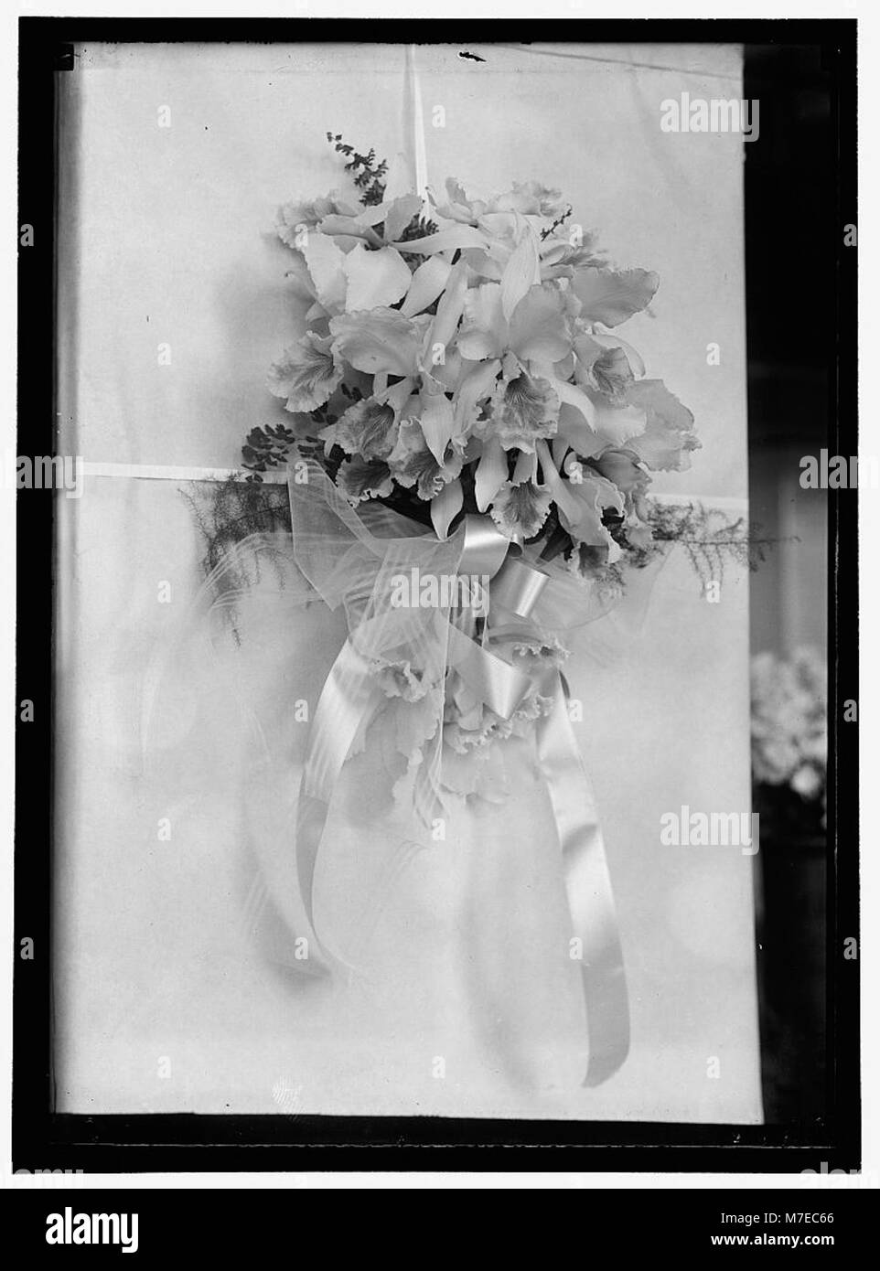 Un'esposizione di orchidee splendidamente organizzata, che mostra l'eleganza e la diversità delle orchidee. L'immagine mette in risalto i colori vivaci e le forme intricate di questi fiori, popolari nel design floreale. Foto Stock