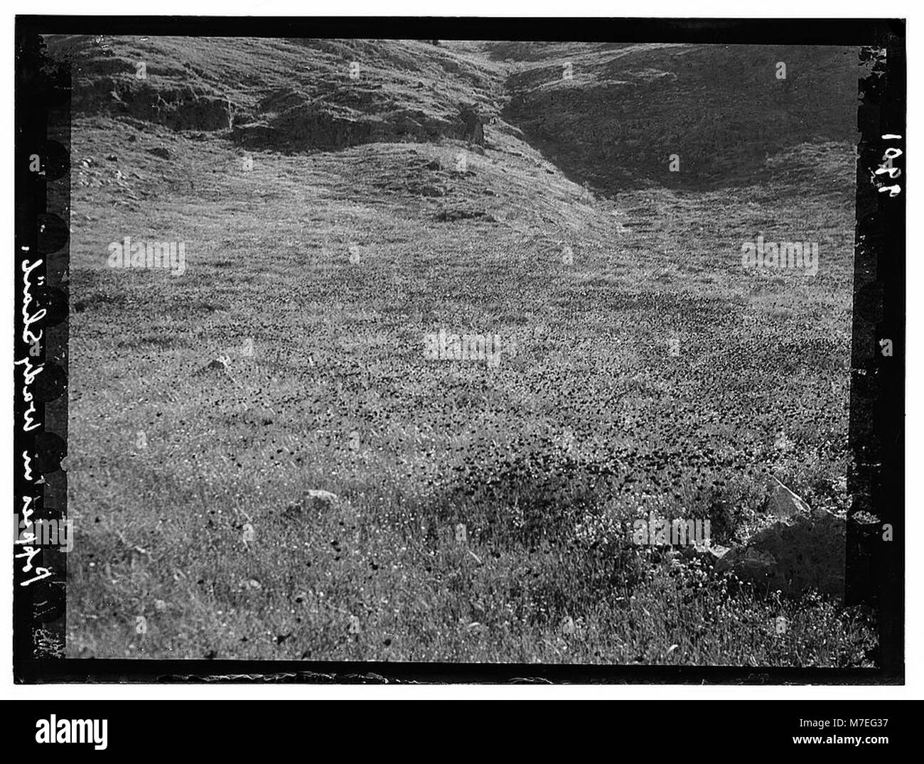 Un vivace campo di papavero situato nella regione di Wady Shaib della Trans-Jordan, vicino ad Amman, catturato il 19 aprile 1935. Questa fotografia evidenzia la bellezza naturale della regione durante la fioritura primaverile. Foto Stock