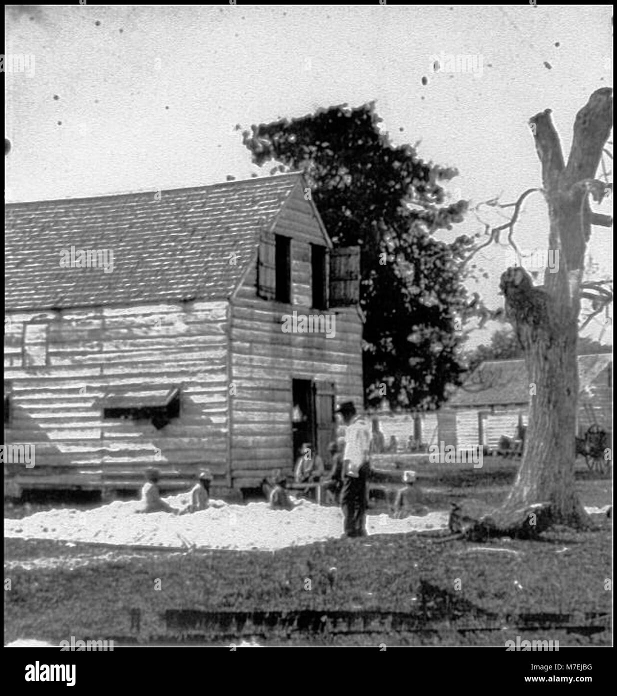 Port Royal Island, S.C. Gli afroamericani la preparazione di cotone per il gin su Smith plantation cwpb LOC.00746 Foto Stock