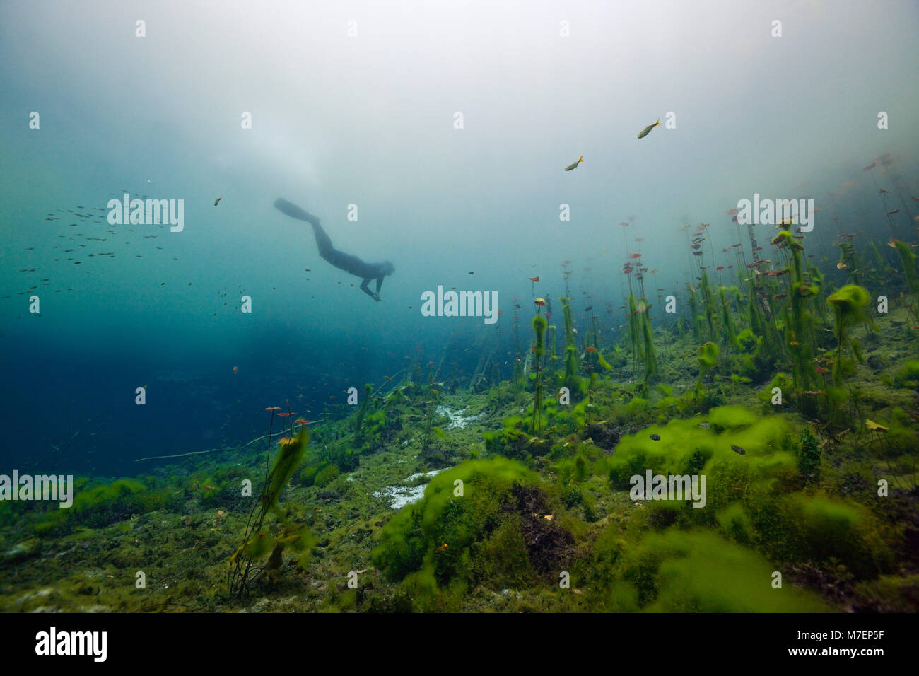 Diving in Car Wash Cenote Aktun Ha, Tulum, Yucatan, Messico Foto Stock