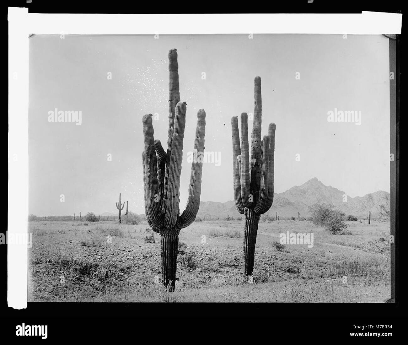 Questa fotografia mostra il Salt River in Arizona, scattato prima che l'irrigazione trasformasse il paesaggio desertico. L'immagine riflette l'ambiente duro prima dello sviluppo agricolo nella regione. Foto Stock