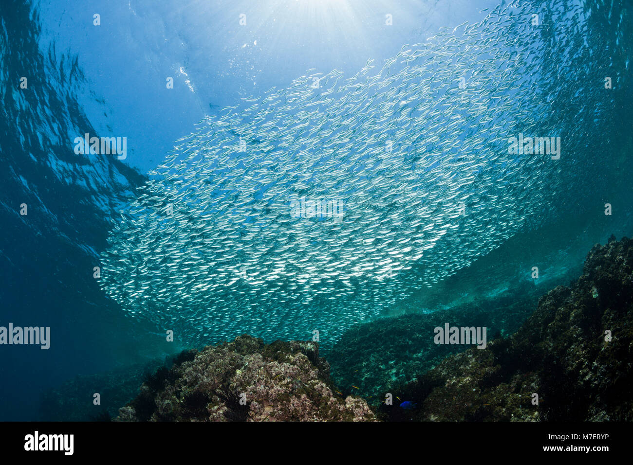 Secca di sardine, SARDINOPS SAGAX, La Paz, Baja California Sur, Messico Foto Stock