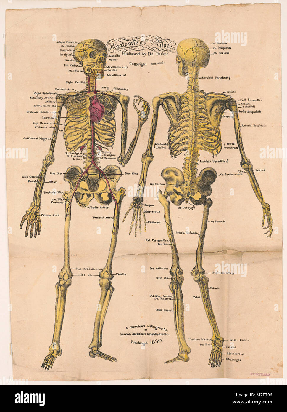Queste piastre anatomiche, pubblicate dal Dr. Parker, forniscono illustrazioni dettagliate per l'educazione medica. Sono fondamentali per comprendere l'anatomia umana e sono utilizzati nella formazione medica e nella ricerca. Foto Stock