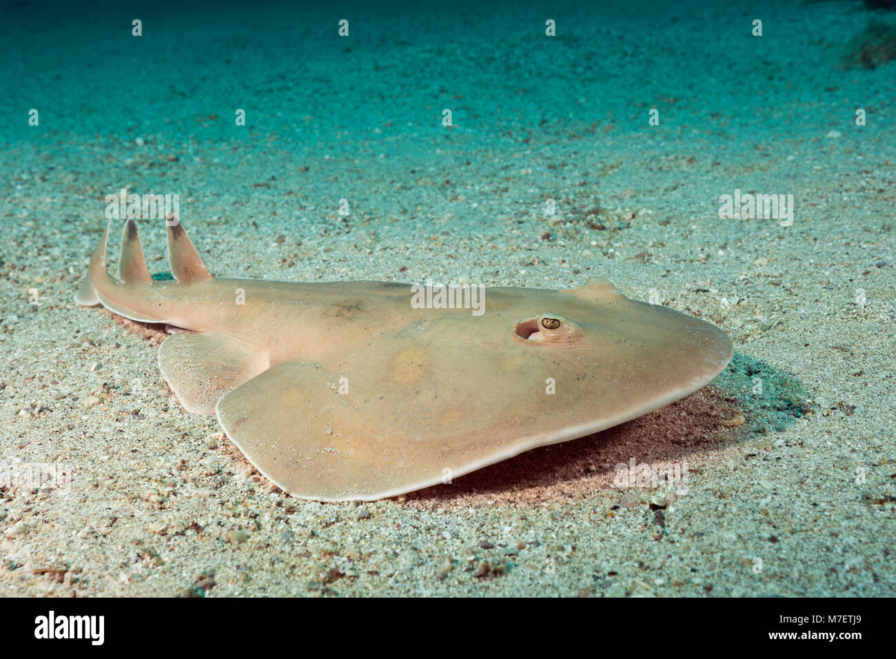 Giant Electric Ray, Narcine entemedor, La Paz, Baja California Sur, Messico Foto Stock