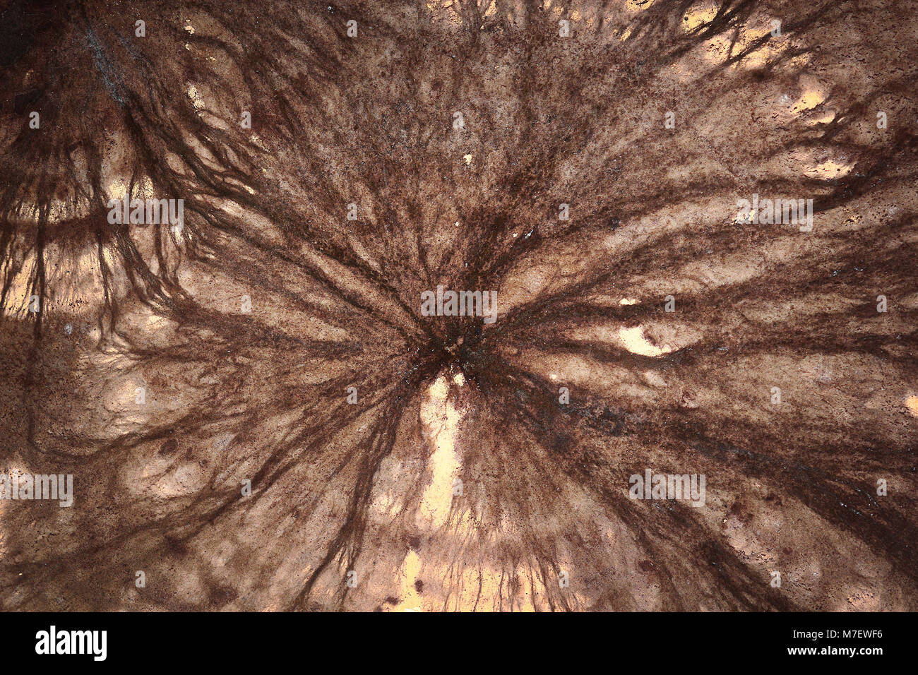 Dettaglio della cantina di micelio di fungo ( Coniophora puteana ) Foto Stock