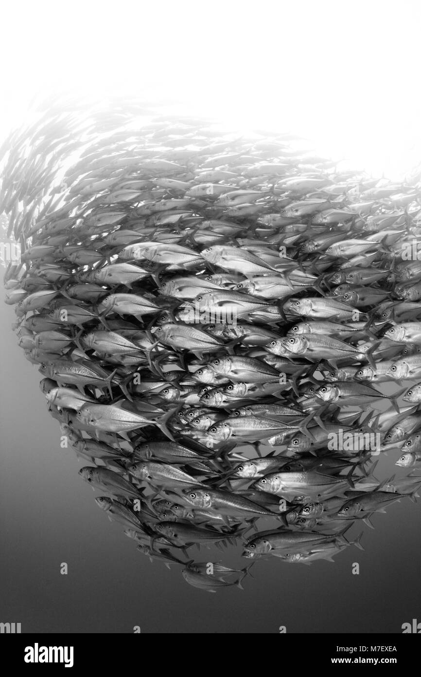 Secca di carangidi obeso, Caranx sexfasciatus, Cabo Pulmo, Baja California Sur, Messico Foto Stock