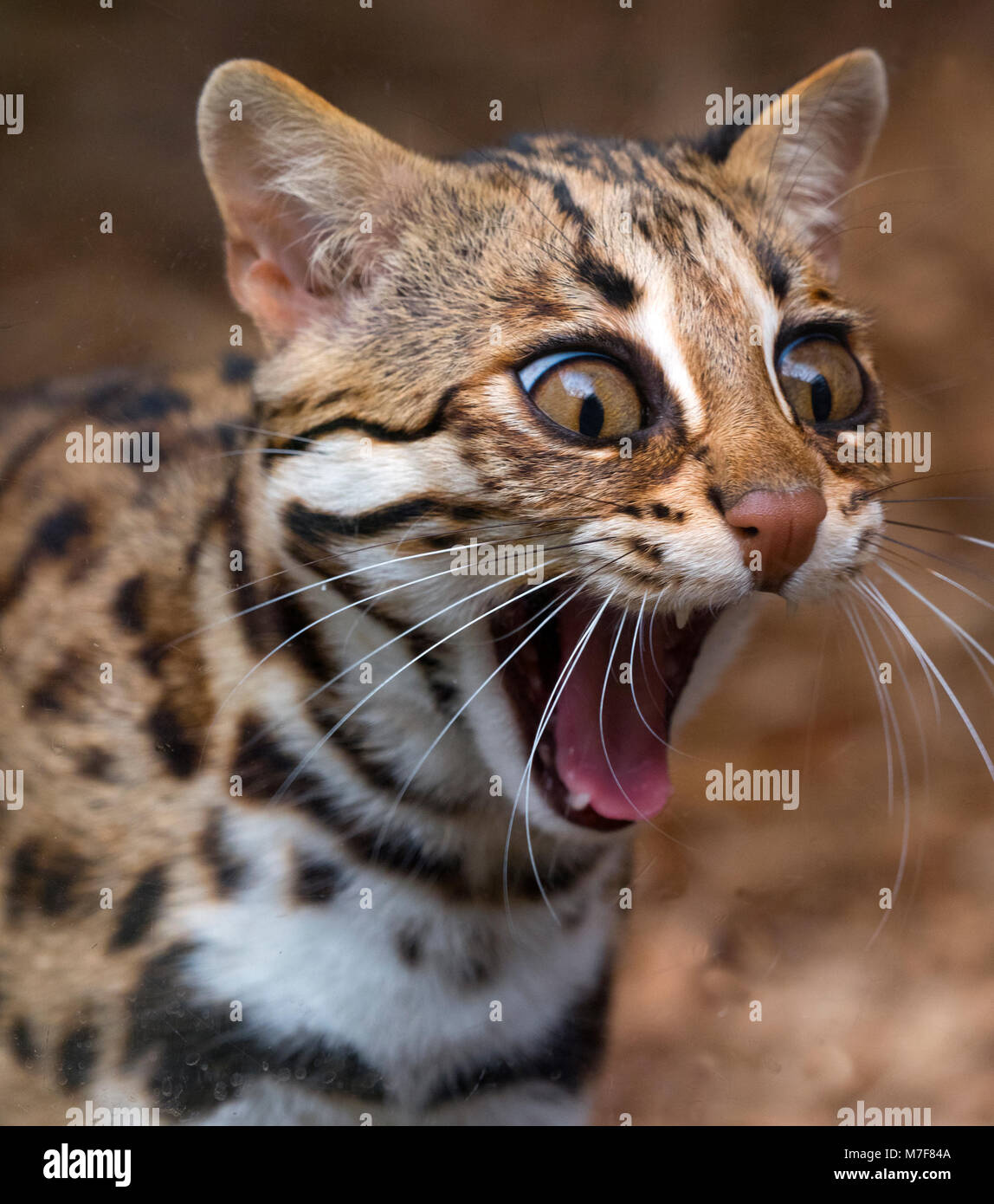 Asian Leopard Cat Prionailurus bengalensis Foto & Immagine Stock