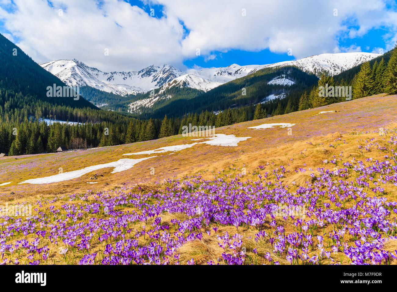 Viola crocus fiori che sbocciano in valle Chocholowska durante la stagione primaverile, Monti Tatra, Polonia Foto Stock