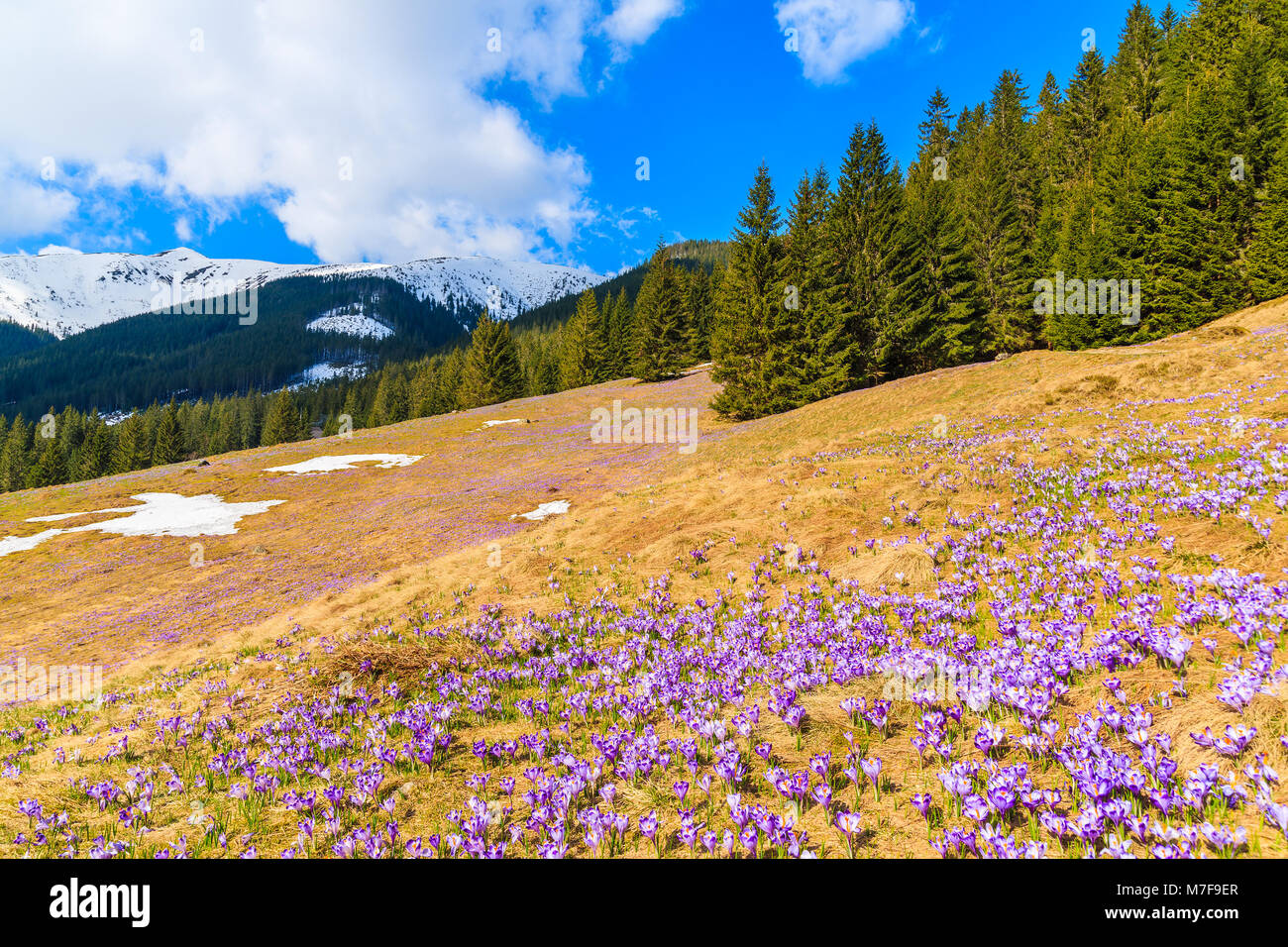 Viola crocus fiori che sbocciano in valle Chocholowska durante la stagione primaverile, Monti Tatra, Polonia Foto Stock