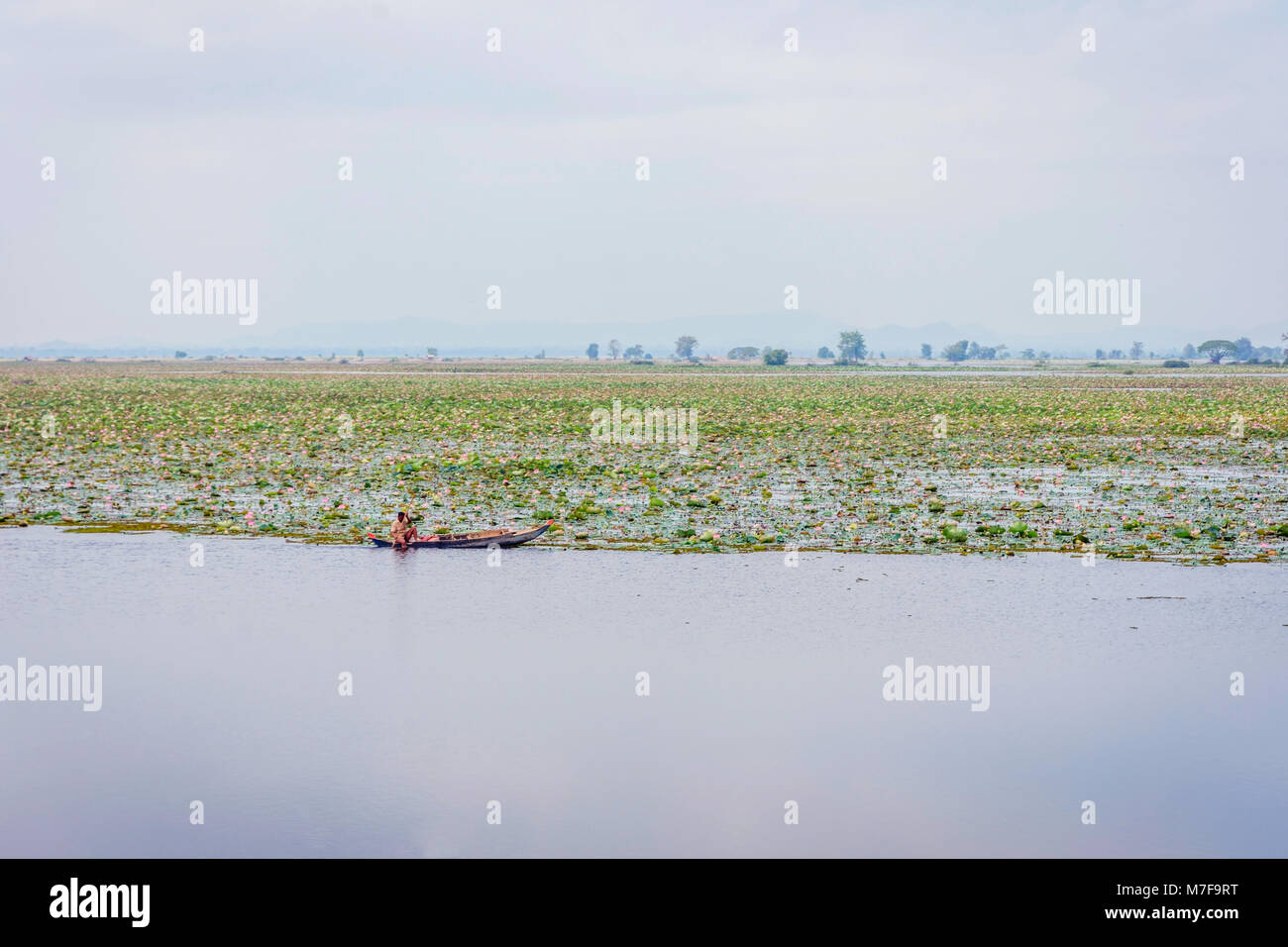 In barca il lago pieno di fiori di loto, Kamping Puoy lago, Battambang Foto Stock