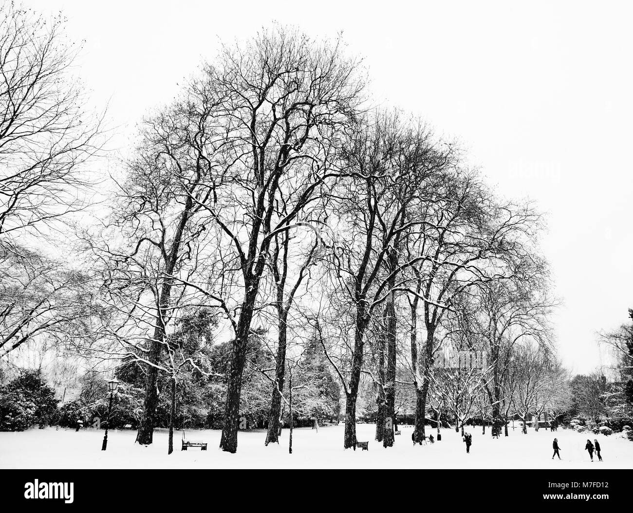 Avenue of London platani presso le vigne, Rochester, Kent, Regno Unito, nella neve di febbraio 2018 Foto Stock