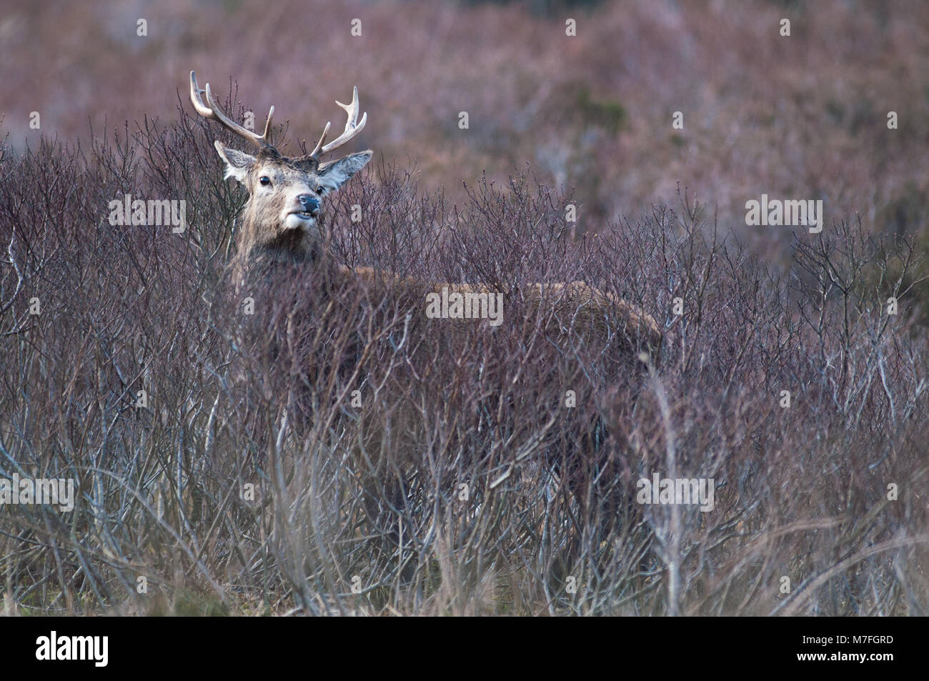 Maschio rosso cervo fotografato nel "Great Glen' di Glencoe il pomeriggio del 9 marzo del 2018 Foto Stock