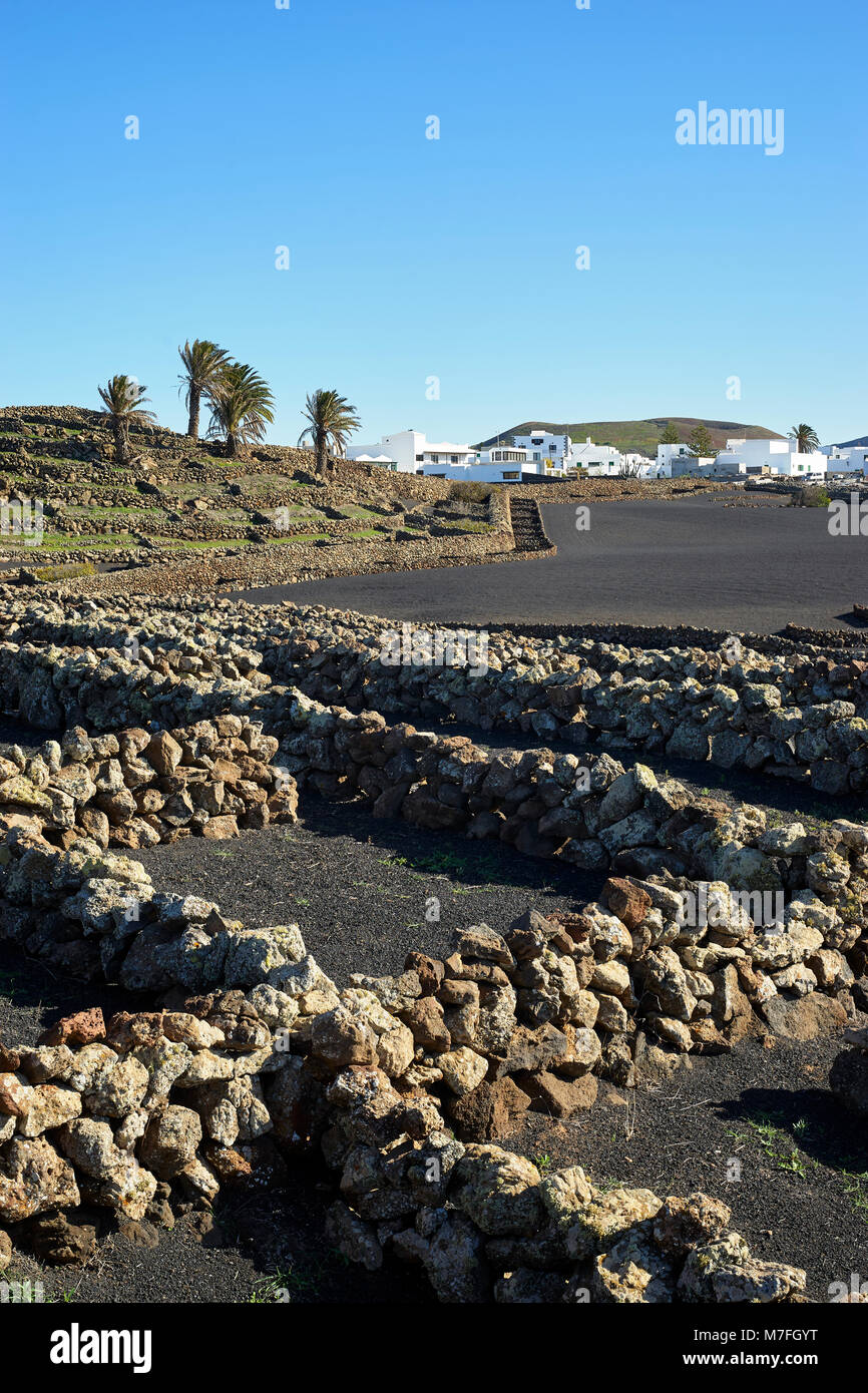 Campi piccoli protetti da muri in pietra a secco, vicino a Mancha Blanca, Lanzarote, Isole Canarie, Spagna. I campi sono coperti di cenere nera, chiamato rofe o Foto Stock