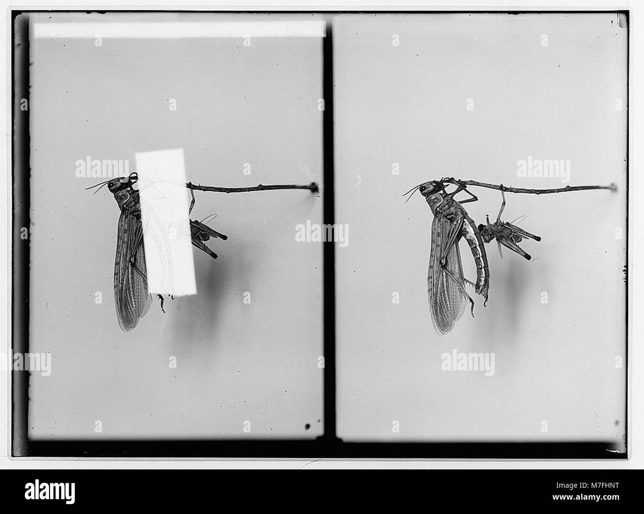 Un ritratto di tre quarti di Thomas C. Platt, seduto e tenuto in mano un giornale di New York, che mostra la sua raffinata posa e il suo abbigliamento. Foto Stock