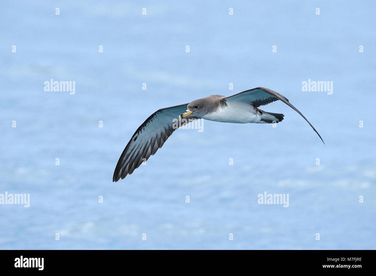 La Berta Maggiore Calonectris diomedea, mare mediterraneo, Italia Foto Stock
