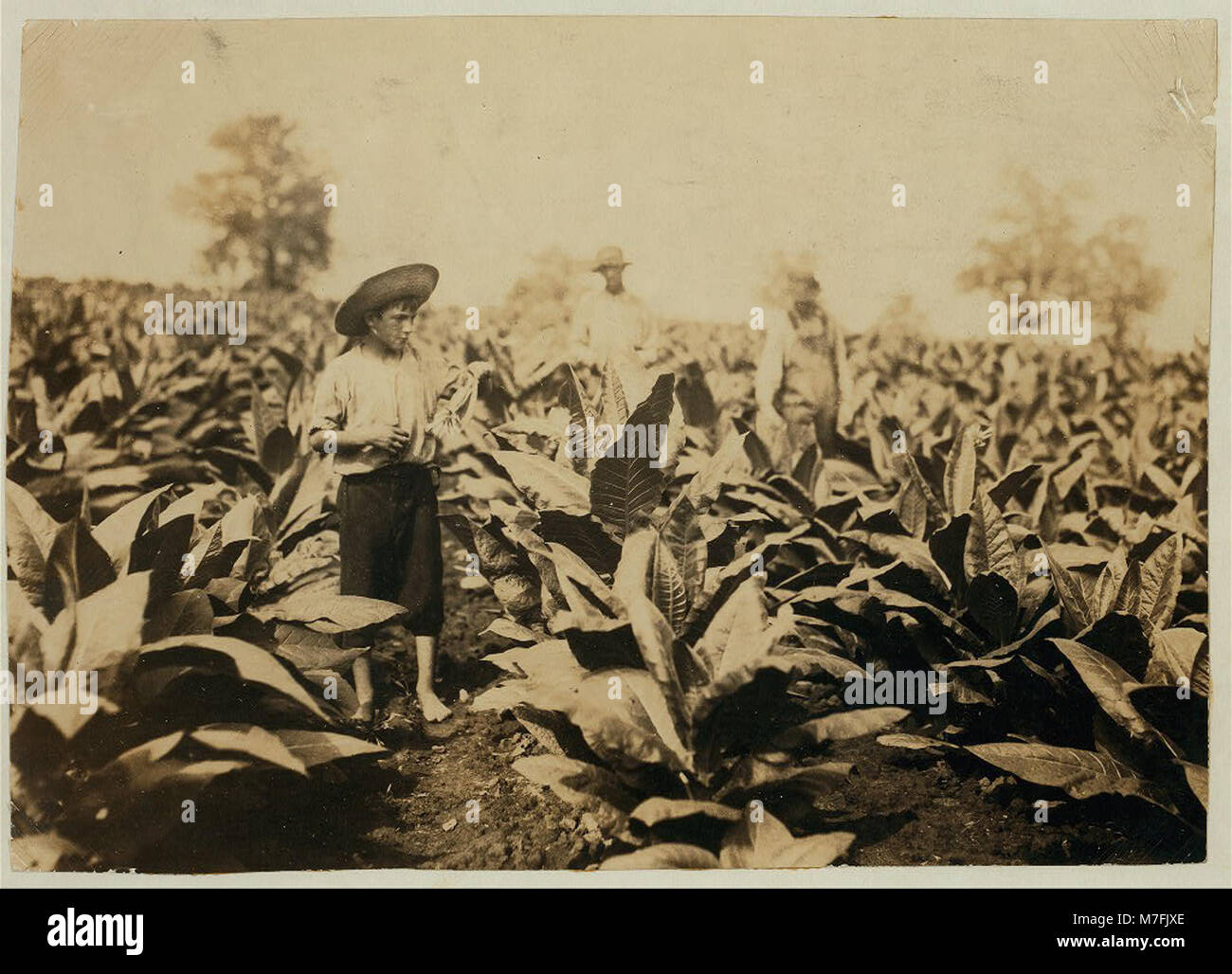 Il tredicenne Roland Lowe è raffigurato mentre tolla il tabacco in un campo con i suoi due fratelli. La famiglia Lowe è composta da sette ragazzi e due ragazze, con quattro bambini che frequentano la scuola. Foto Stock