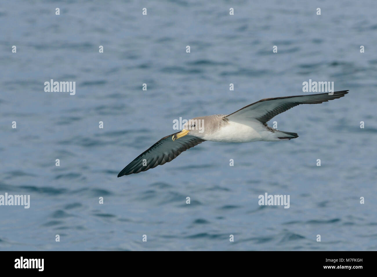 La Berta Maggiore Calonectris diomedea, mare mediterraneo, Italia Foto Stock