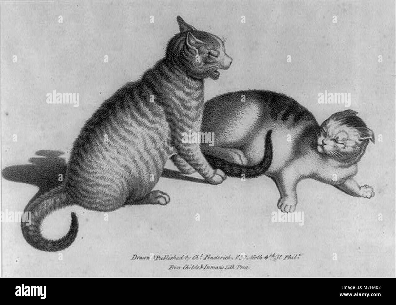 Questa fotografia mostra due gatti che catturano il loro aspetto naturale e il loro comportamento in un ambiente tranquillo. Foto Stock