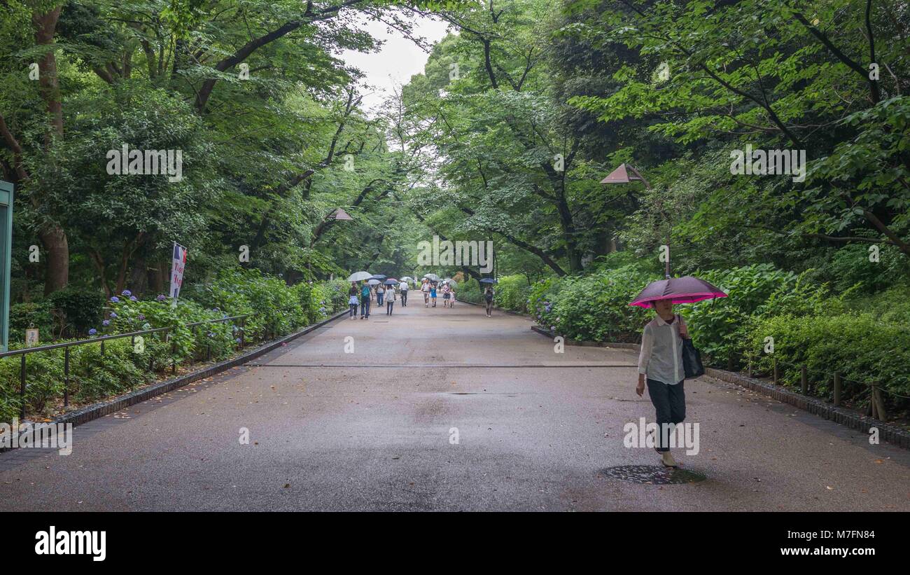 Donna solitarie passeggiate lungo un marciapiede in pietra in un parco giapponese tenendo un ombrello viola durante la stagione delle piogge è circondato dal verde di alberi di umido. Foto Stock