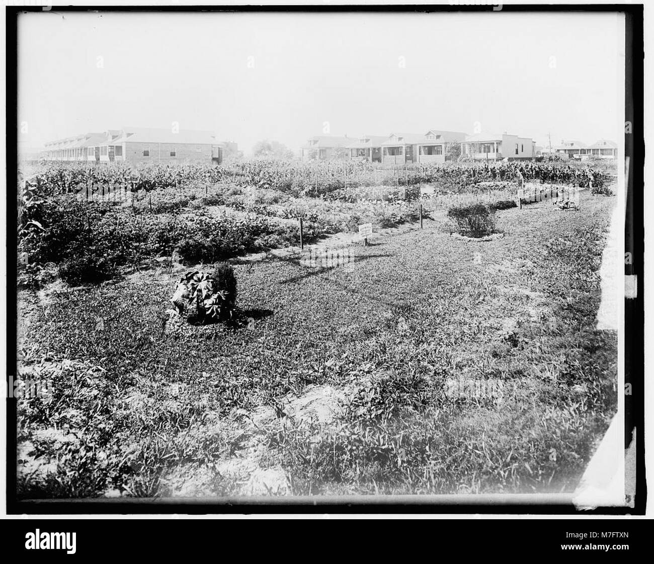 Una fotografia storica della War Garden Commission, un'iniziativa che incoraggia i cittadini durante la prima guerra mondiale a piantare i propri giardini per sostenere lo sforzo bellico. Foto Stock