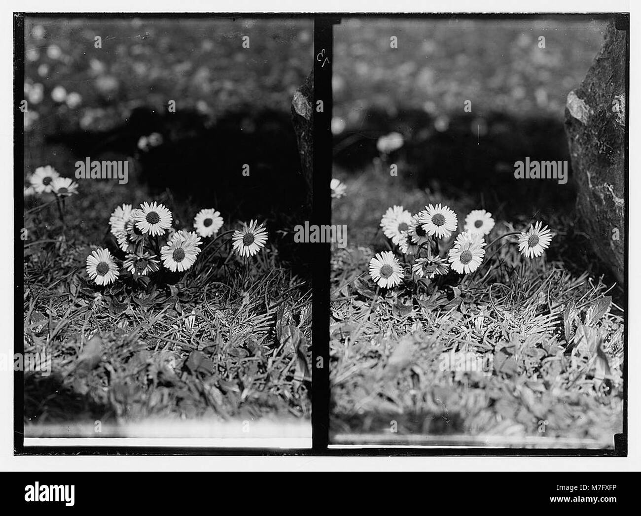 Una fotografia di una margherita selvaggia, Bellis silvestris Cyr., trovata in Palestina, che mostra la flora autoctona e la bellezza naturale della regione. Foto Stock