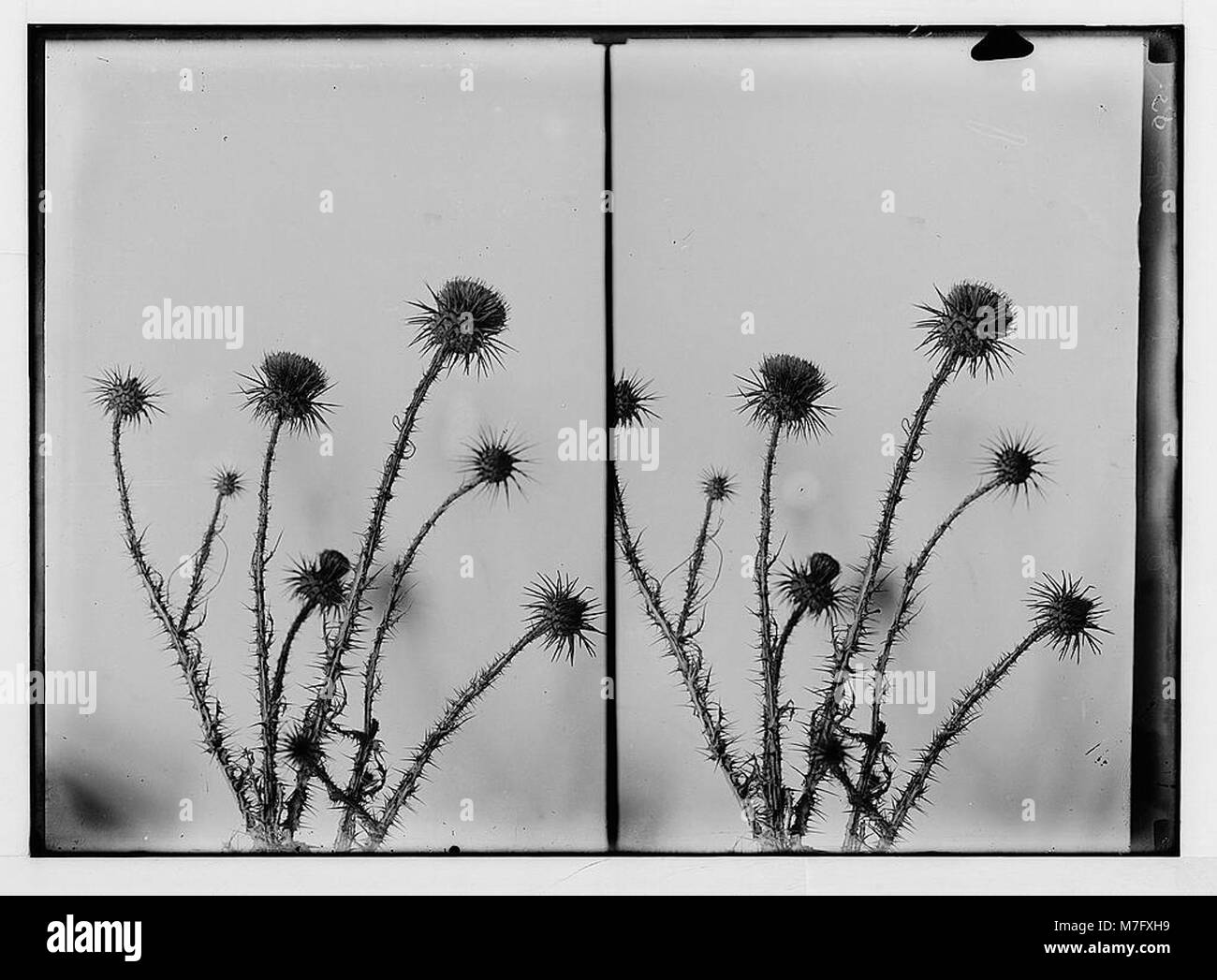 Fiori Selvatici della Palestina. Onopordon (cotone-thistle). (O. heteracanthum C. A. M.). LOC matpc.02453 Foto Stock