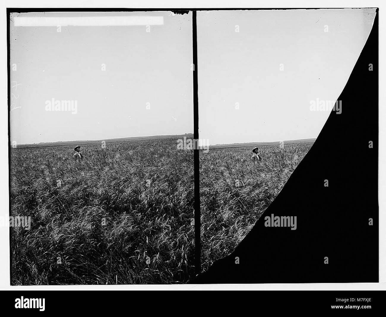 Una rappresentazione di fiori selvatici che crescono in un campo di grano in Palestina, con Triticum vulgare (grano tenero). L'immagine evidenzia il paesaggio agricolo e la flora naturale della regione. Foto Stock