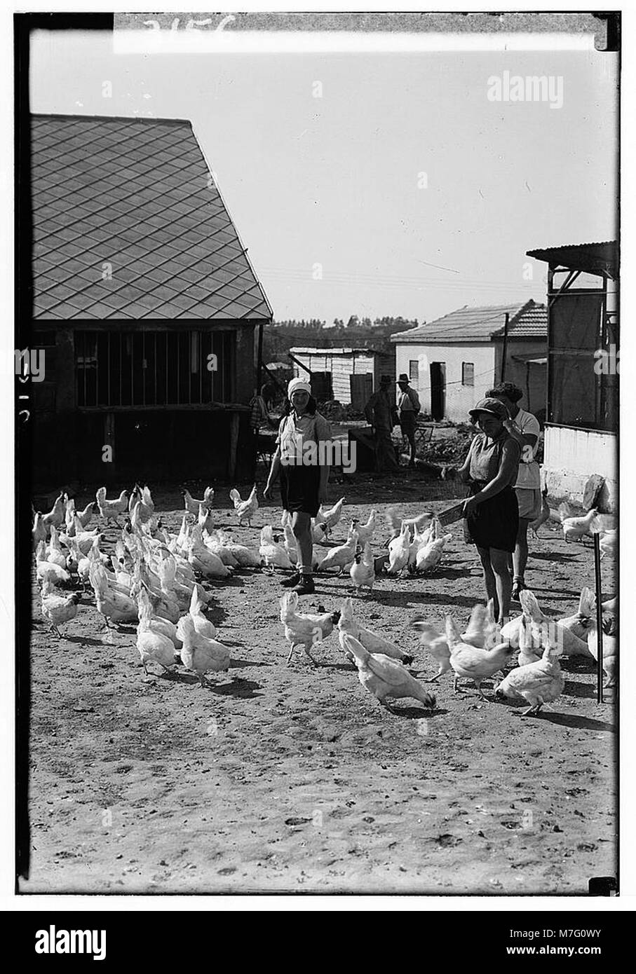 Una fotografia storica delle colonie sioniste a Sharon, con ragazze che lavorano in un'azienda agricola, nutrono pollame, riflettendo le pratiche agricole nei primi insediamenti sionisti. Foto Stock