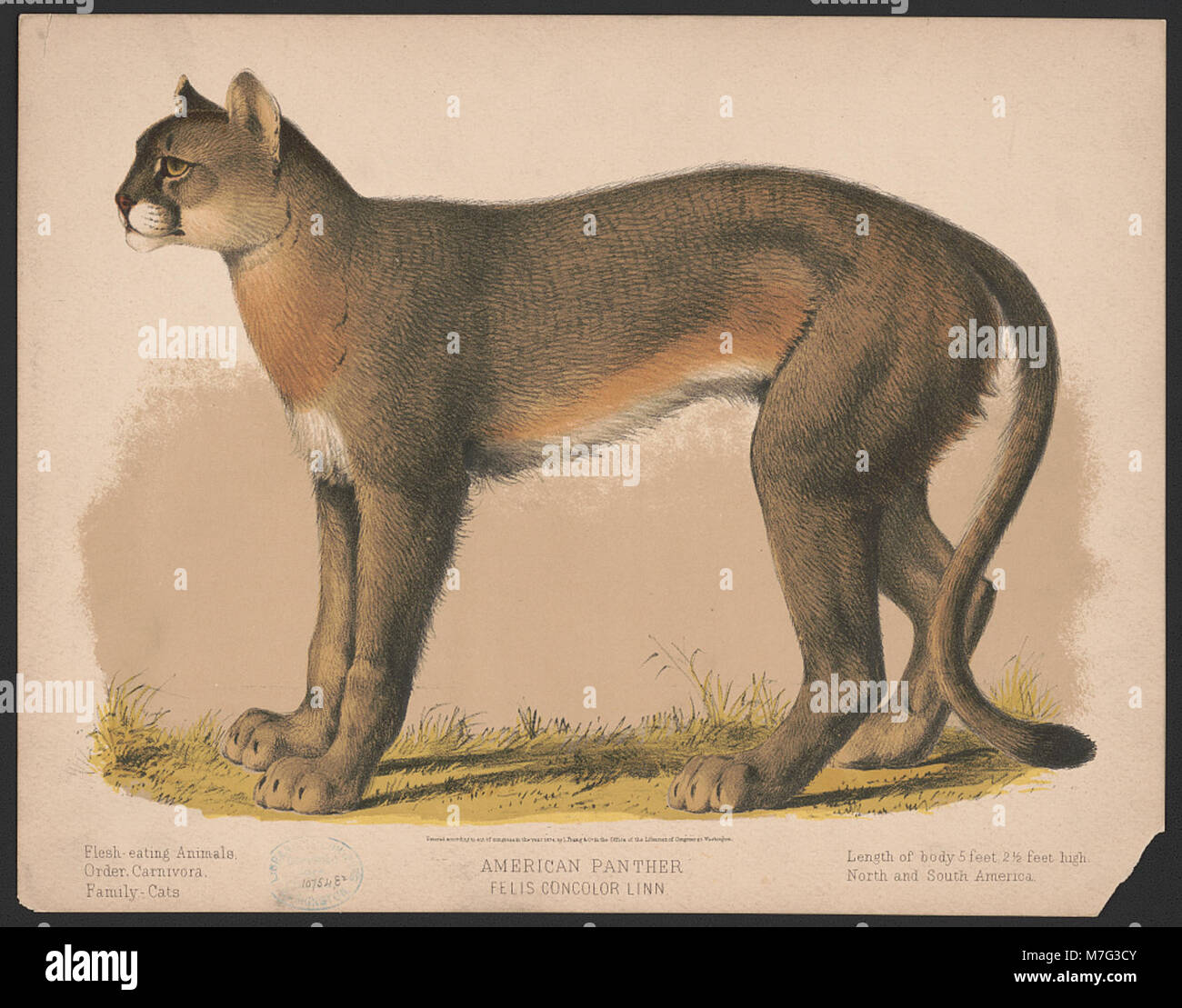 La pantera americana, nota anche come Felis Concolor, è presente in questa immagine. La specie, originaria del Nord America, è nota per la sua natura solitaria e le sue impressionanti capacità fisiche. Foto Stock