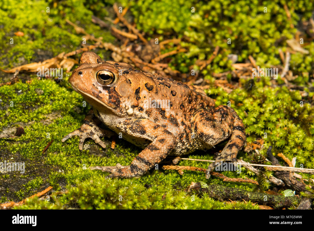 Conservazione del rospo comune immagini e fotografie stock ad alta ...