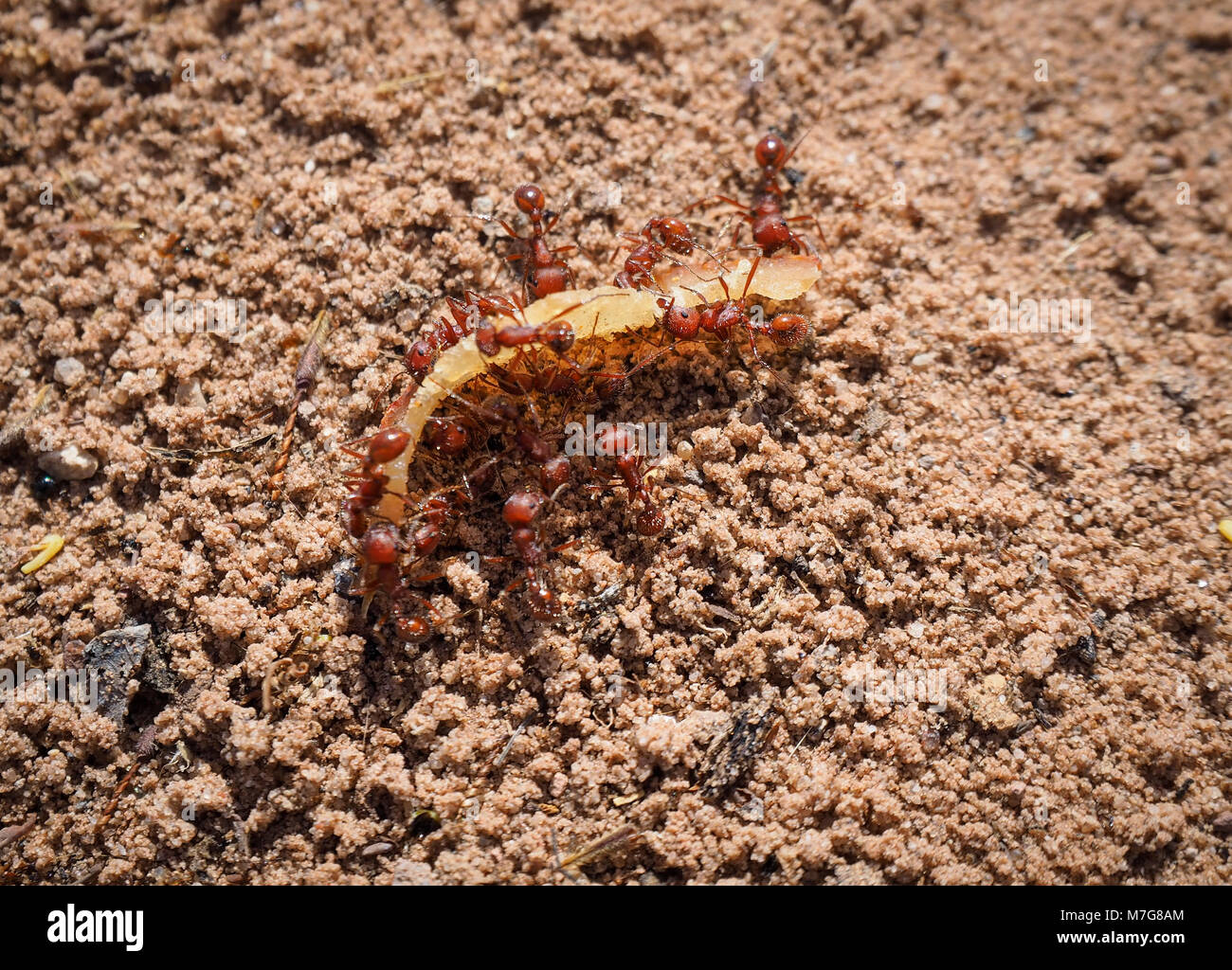 Close-up di red formiche in e fuori di un sotterraneo ant nest (California, USA) Foto Stock