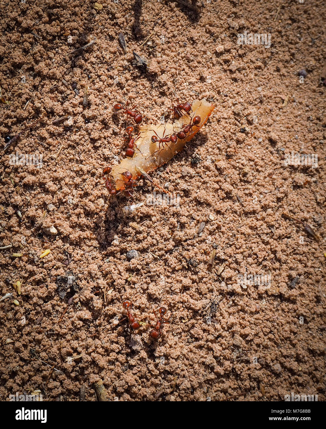 Close-up di red formiche in e fuori di un sotterraneo ant nest (California, USA) Foto Stock