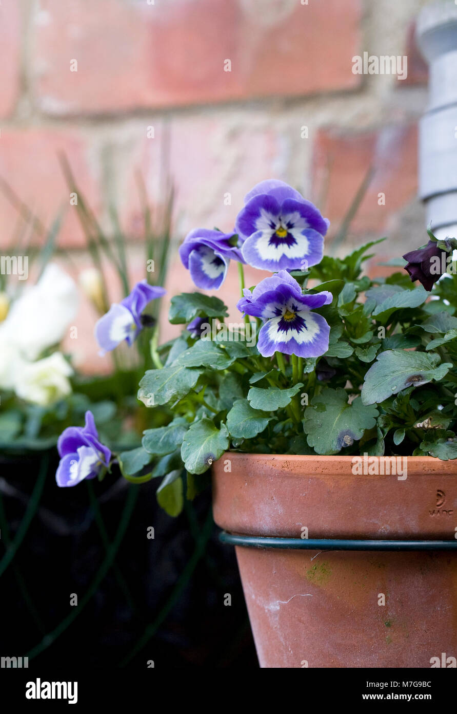 Tubo di drenaggio portavasi Inverno pansy fiori. Foto Stock