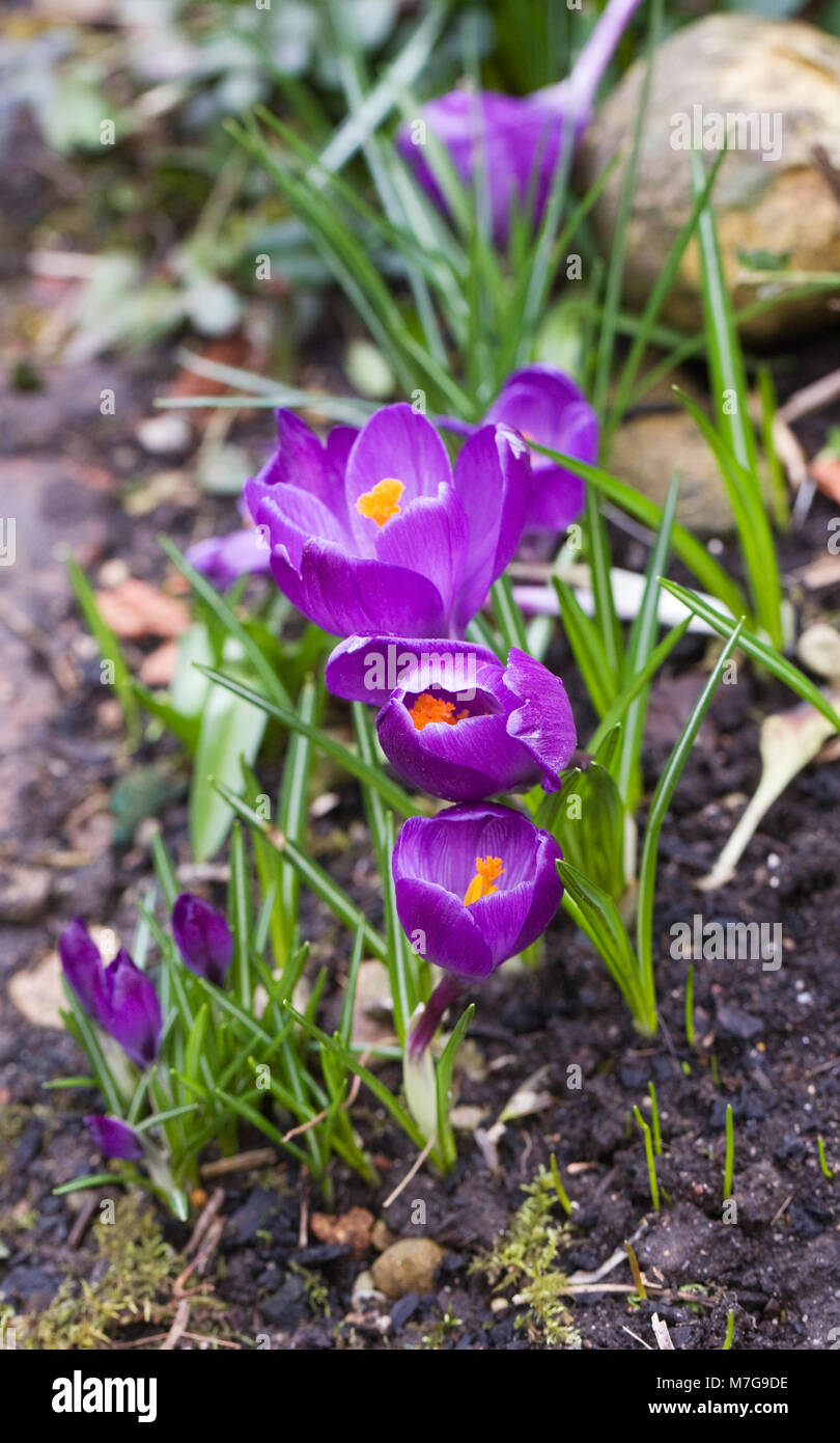 Viola di crochi in giardino. Foto Stock