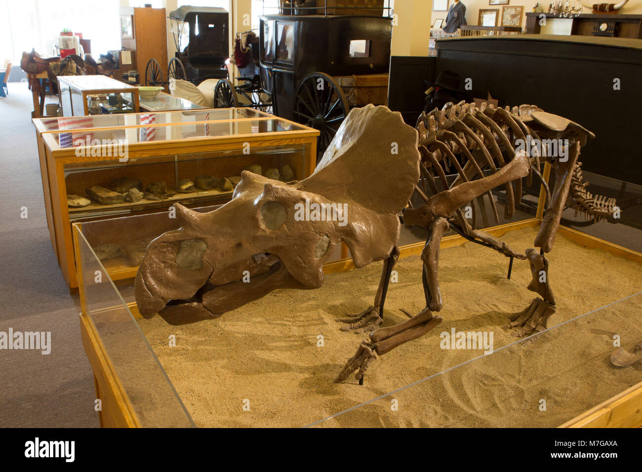 Replica a grandezza naturale di Avaceratops lammersi, un dinosauro scoperto per la prima volta nella vicina Shawmut, in mostra all'Upper Musselshell Museum di Harlowton, MT. Foto Stock