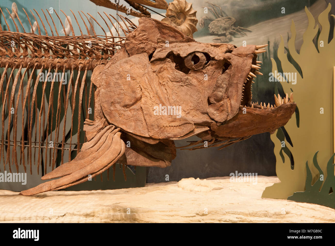 Dodici-piede-lungo i pesci fossili (Xiphactinis) abitate una volta il Western Interior Seaway, Sam Noble Oklahoma Museo di Storia Naturale, Norman, OK. Foto Stock