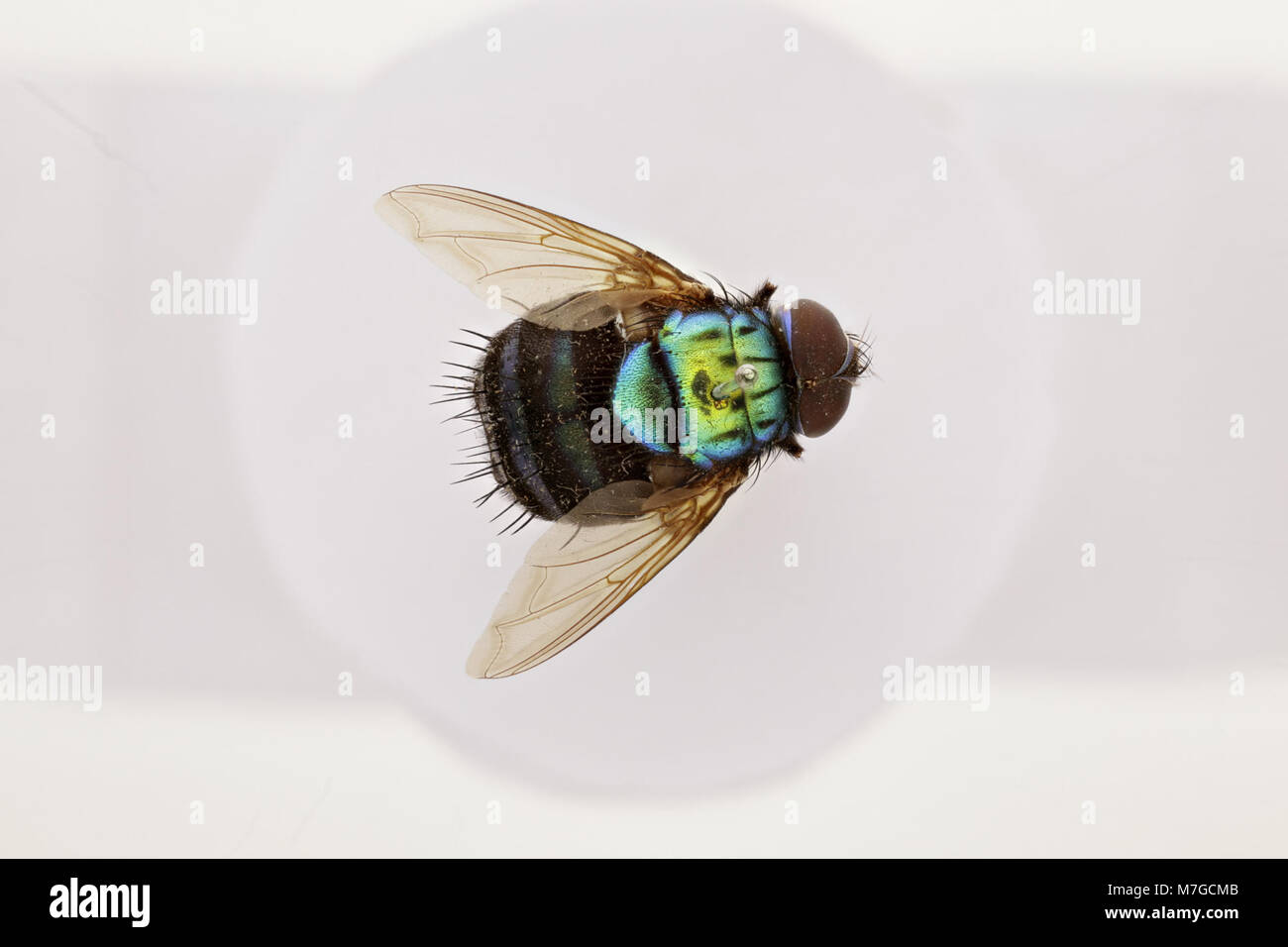 Pancala gemmata var. viridescens è una specie di ragno nota per la sua distinta colorazione verde. È un membro della famiglia degli Araneidae ed è originario di regioni specifiche dove svolge un ruolo importante negli ecosistemi locali come predatore di piccoli insetti. Foto Stock