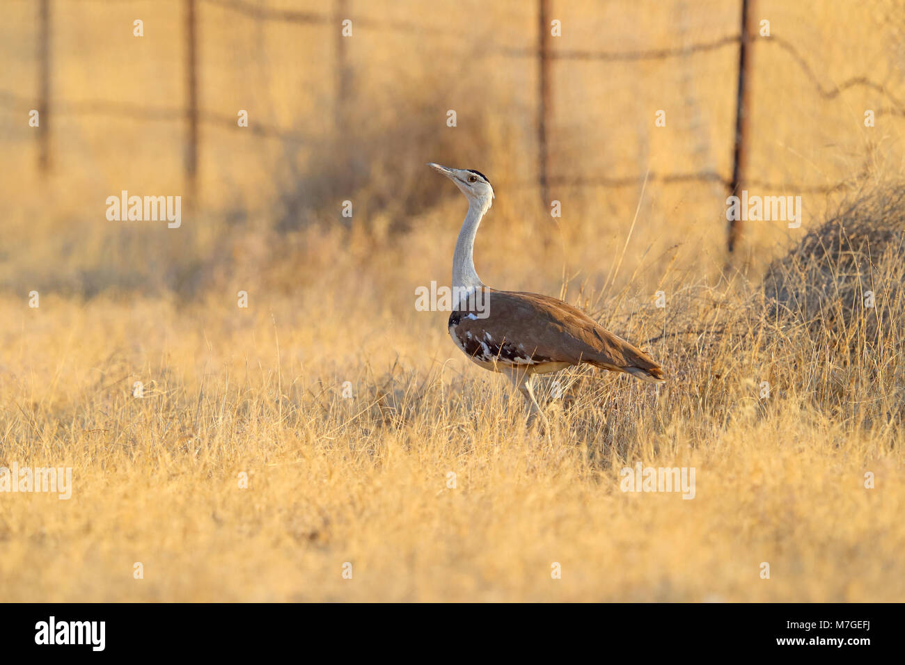 Una specie gravemente minacciate Great Indian Bustard (Ardeotis nigriceps) sulla strada attraverso il deserto Parco Nazionale, Rajasthan Foto Stock