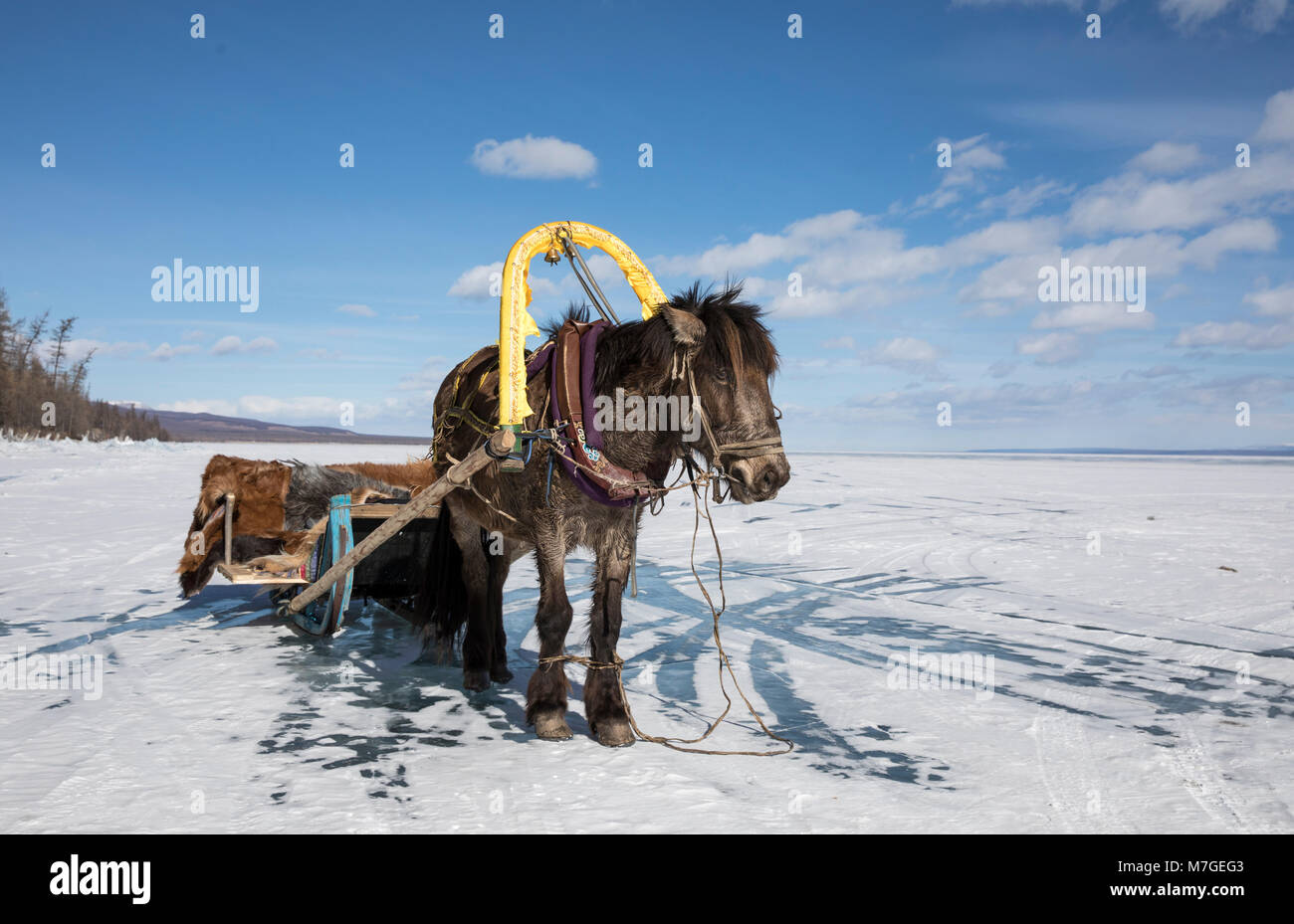 Cavallo e una slitta su un lago ghiacciato di Khuvsgul in Mongolia Foto Stock