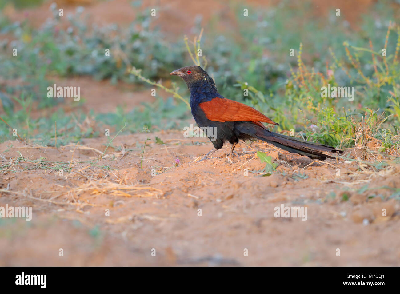 Un adulto maggiore Coucal (Centropus sinensis) o crow pheasan rovistando sul terreno in una area coltivata nei pressi del piccolo Rann di Kutch, Gujarat, India Foto Stock