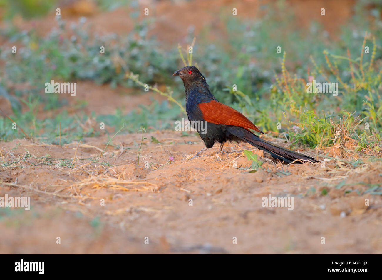 Un adulto maggiore Coucal (Centropus sinensis) o crow pheasan rovistando sul terreno in una area coltivata nei pressi del piccolo Rann di Kutch, Gujarat, India Foto Stock