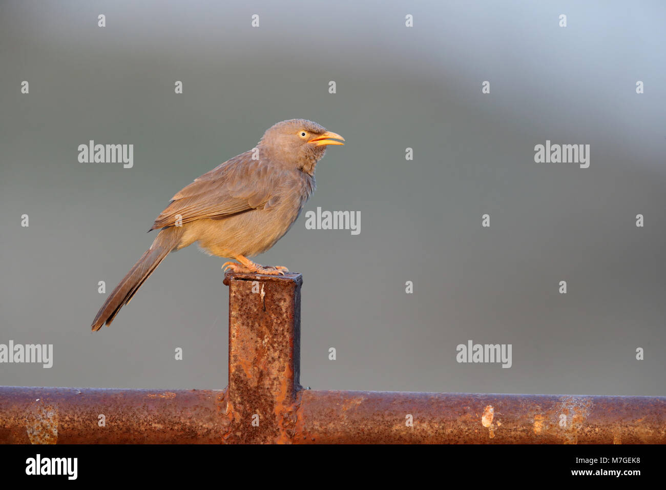 Un ritratto di un adulto Jungle Babbler (Turdoides striata) sorge in un parco urbano in Ahmedabad, Gujarat, India Foto Stock
