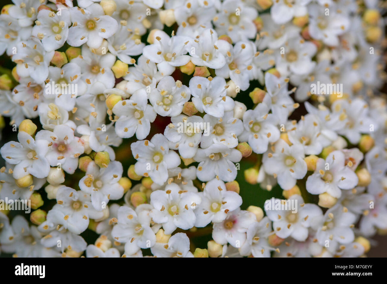 Bianco di gara Viburnum Tinus fioriture dei fiori sotto il sole. Il fiore è nativo nel Mediterraneo, Europa e Africa del Nord. Foto Stock