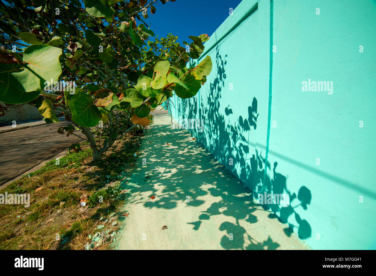 Un mandorlo che getta un ombra su un marciapiede e una luminosa parete verde in Havana, Cuba Foto Stock