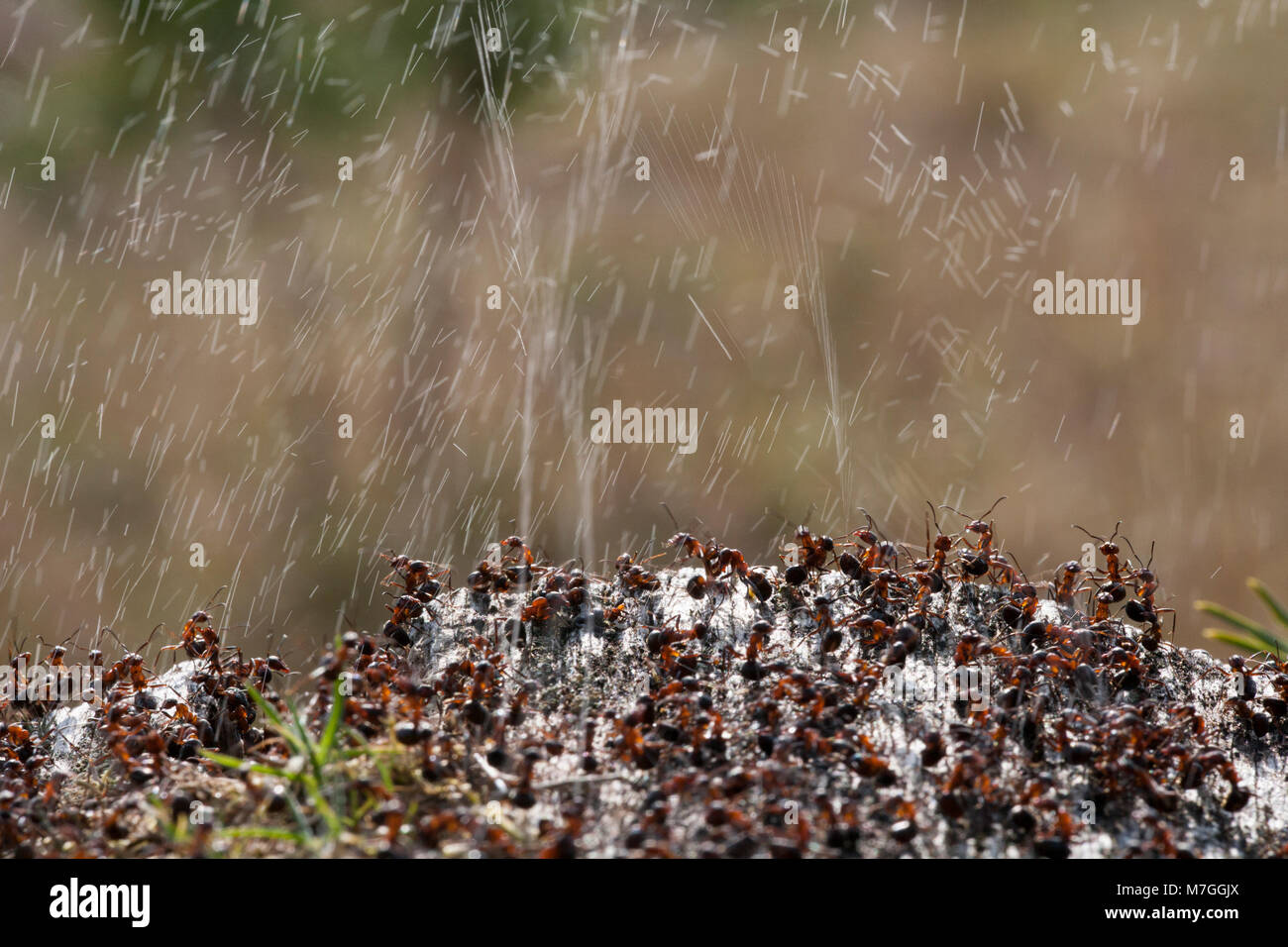 Legno di formiche formica rufa-per difendere il loro nido per la Spruzzatura di acido formico. L'acido formico è utilizzato per scoraggiare qualsiasi attaccando i predatori. Il Dorset England Regno Unito GB. Foto Stock