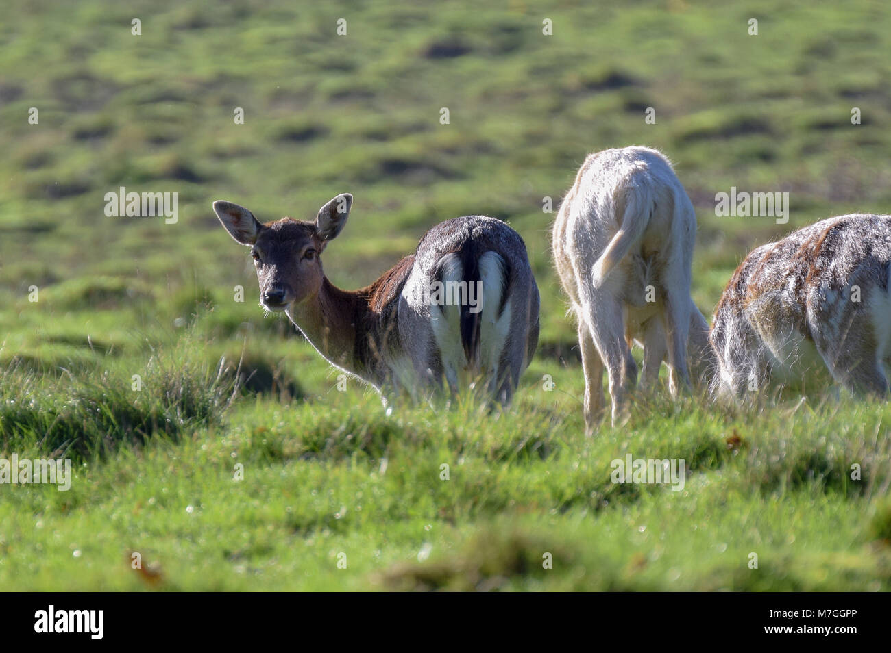 Giovani maggese Doe Foto Stock