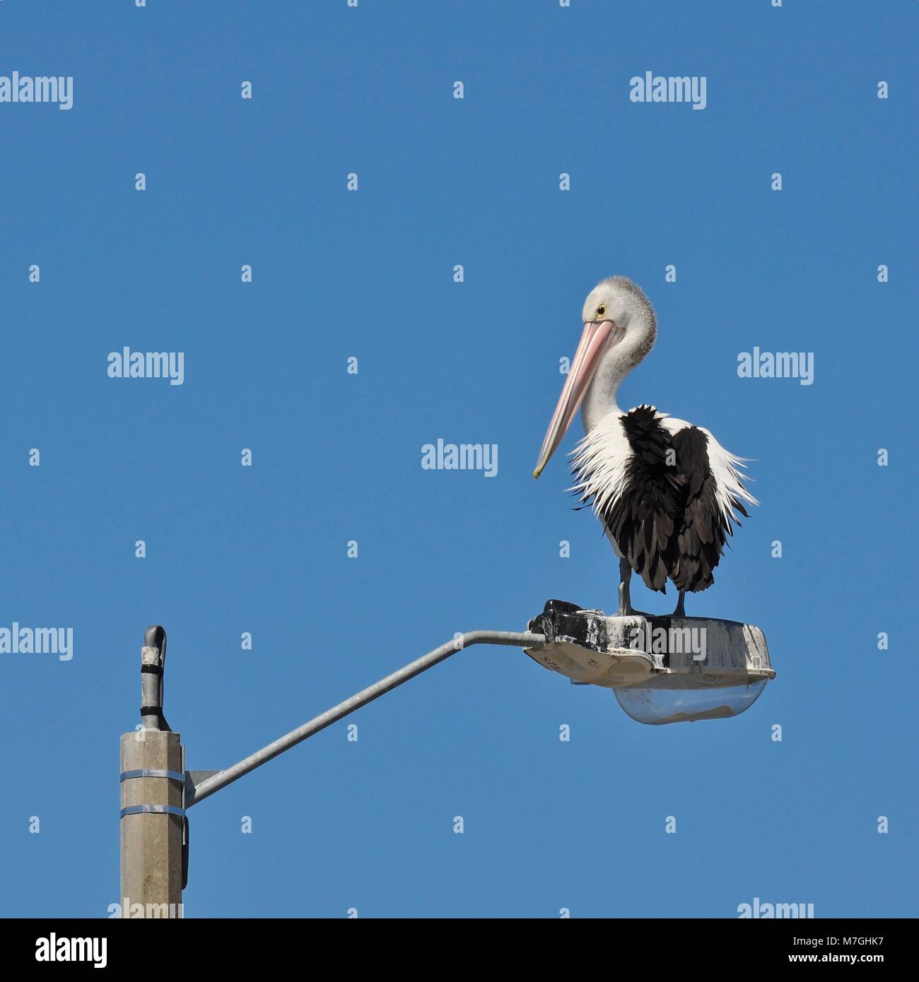 Australian pelican, Pelecanus conspicillatus, sorge sulla sommità di una strada di luce con un semplice cielo blu come sfondo. Foto Stock