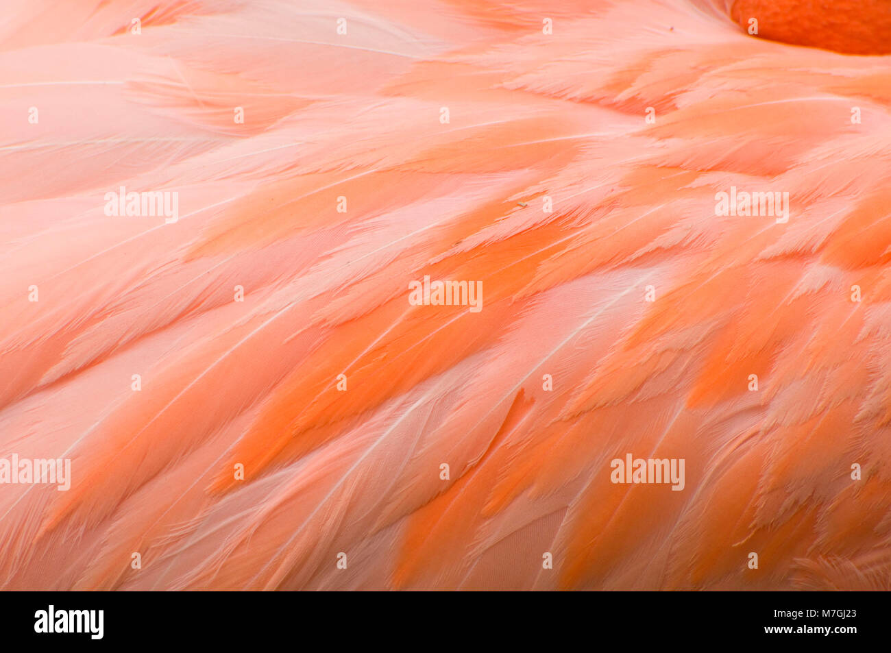 Caraibi flamingo (Phoenicopterus ruber) piume, lo Zoo di San Diego, il Balboa Park, San Diego, California Foto Stock