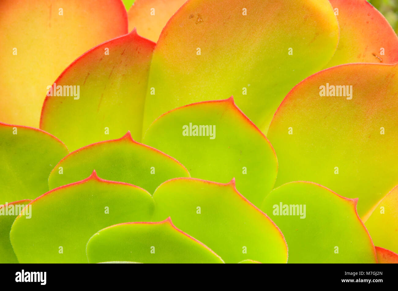 Gallina e pulcini, Balboa Park, San Diego, California Foto Stock