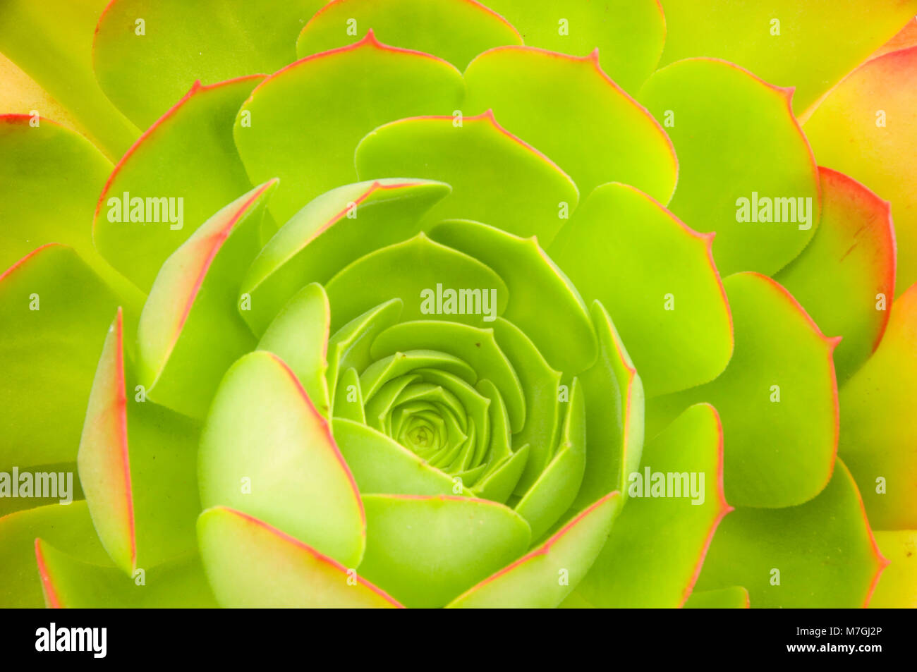 Gallina e pulcini, Balboa Park, San Diego, California Foto Stock